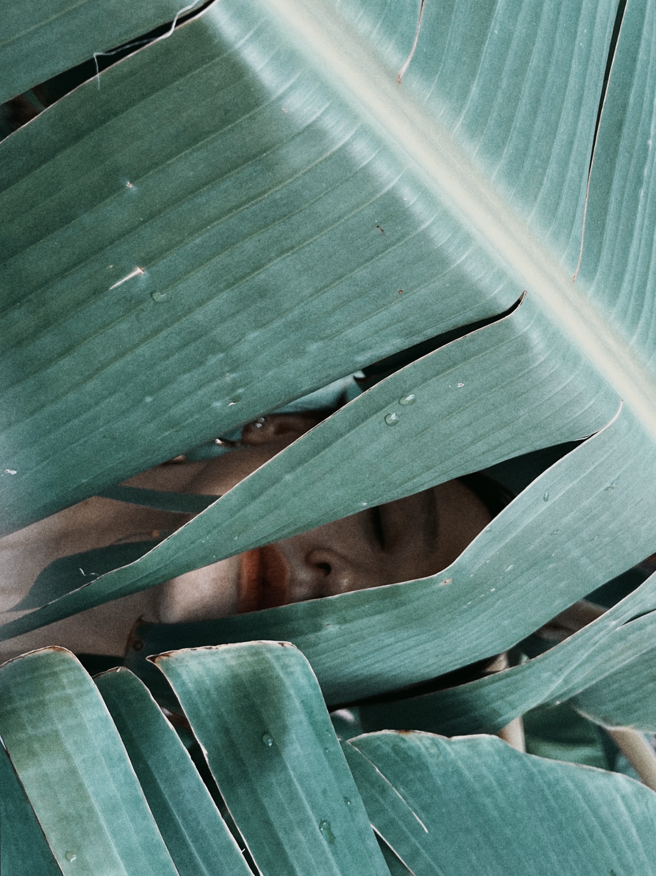 How Does the Grass Grow