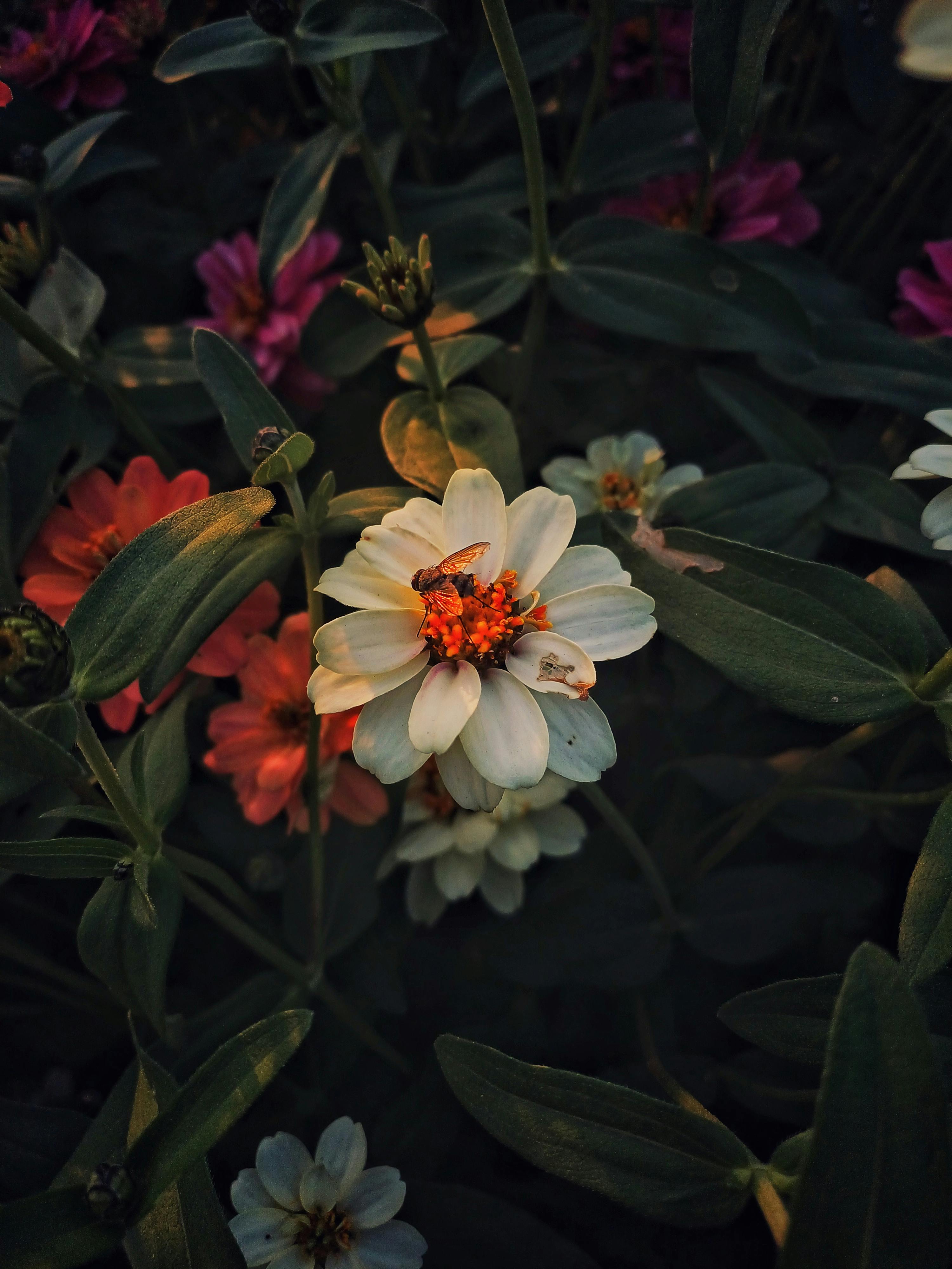 The Architect of balance from Botanical Silence