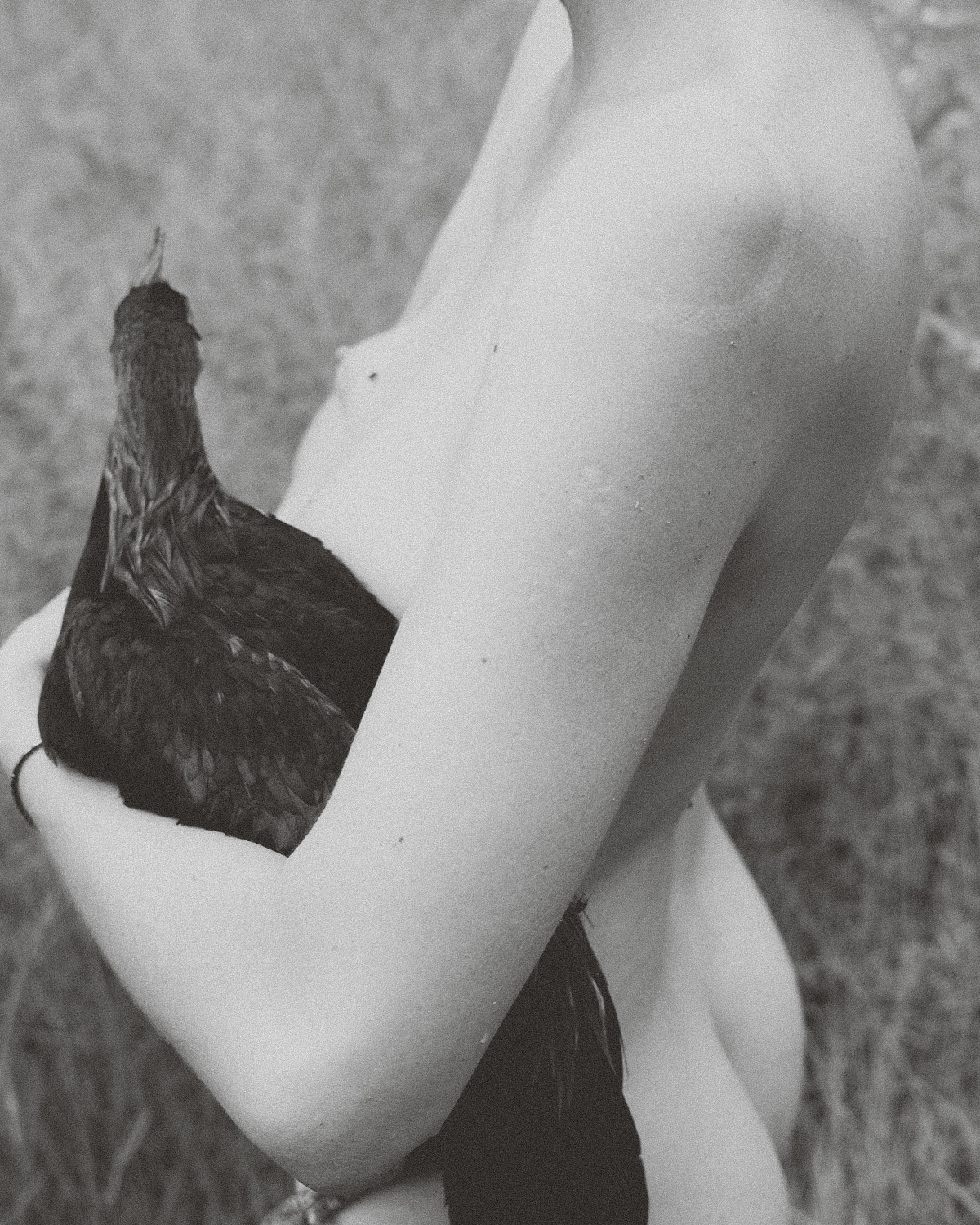 The Rooster Paradox.