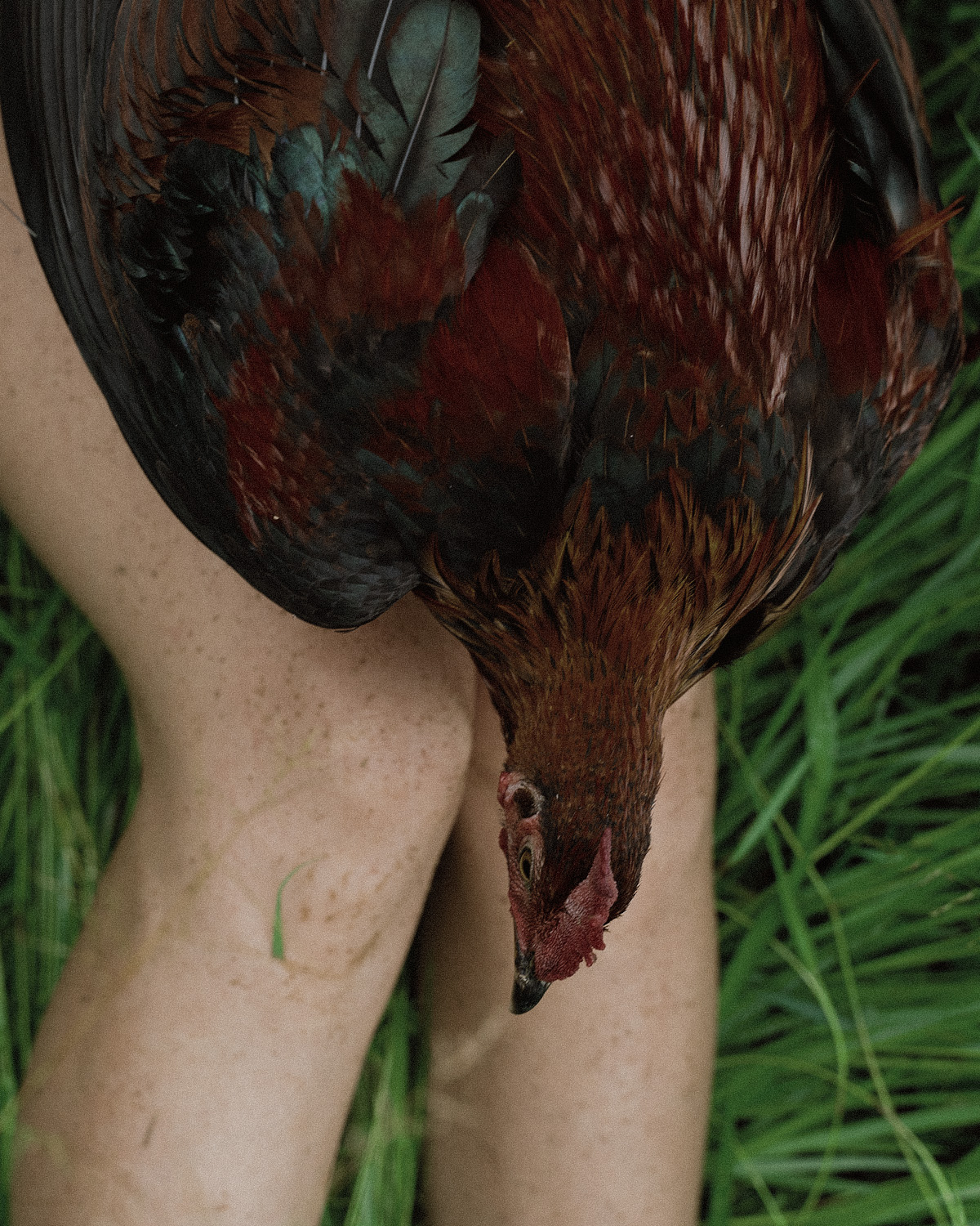 The Rooster Paradox.