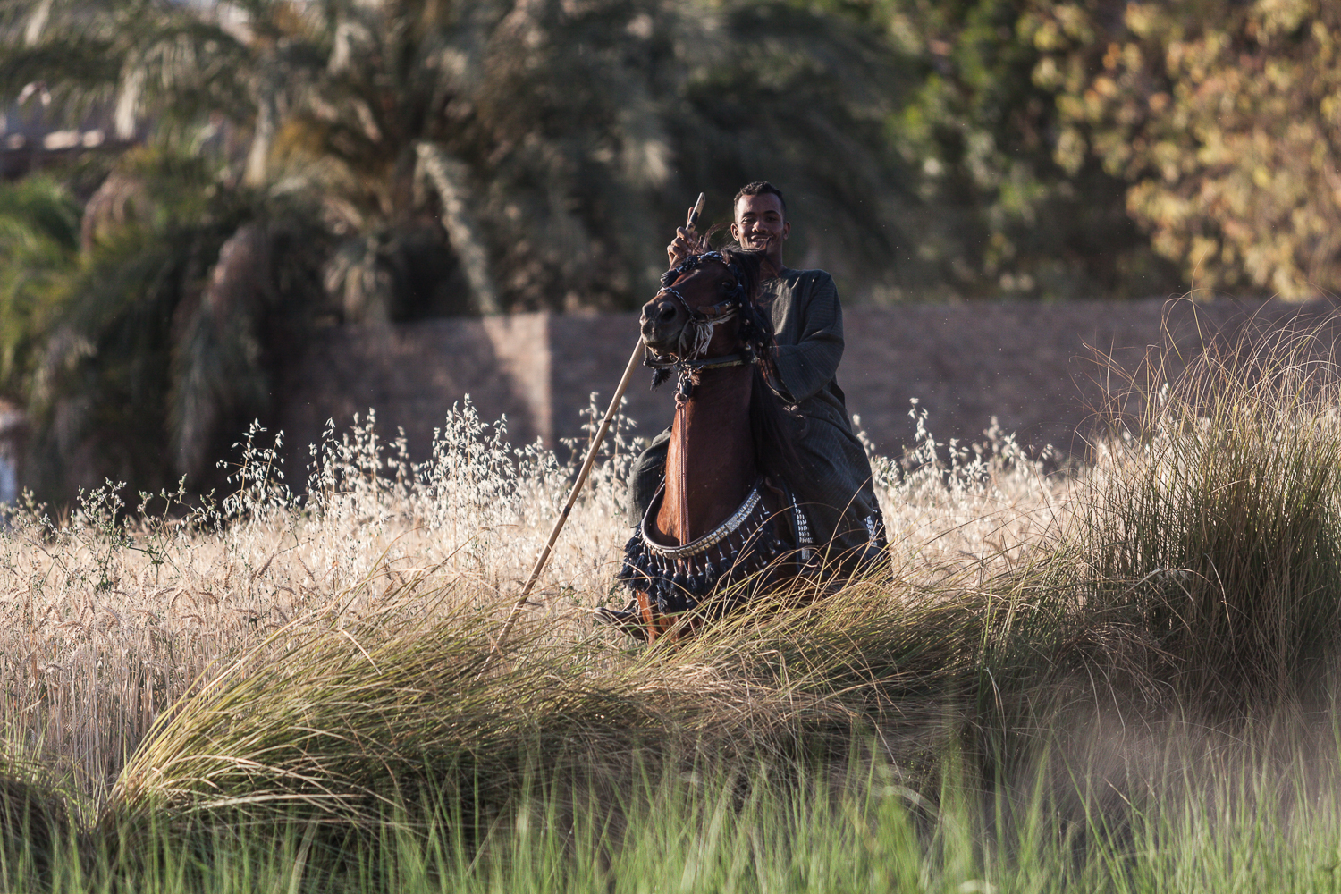 Horse and Rider
