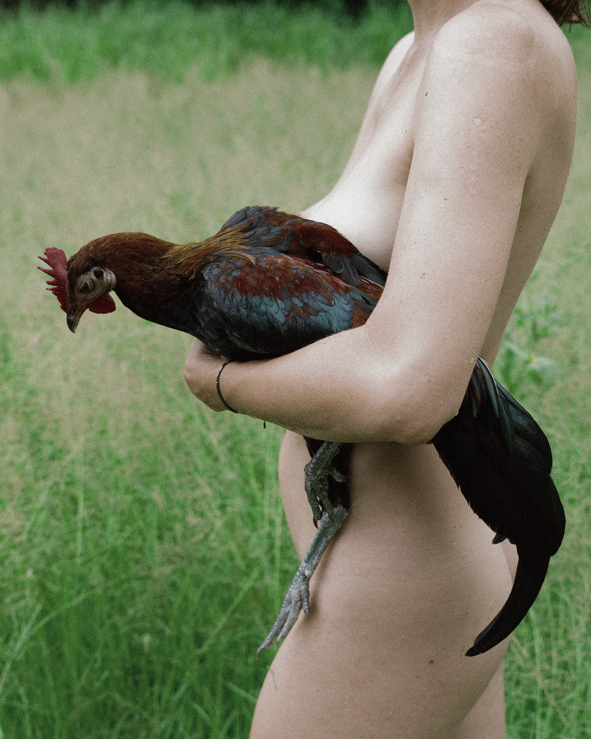 The Rooster Paradox.