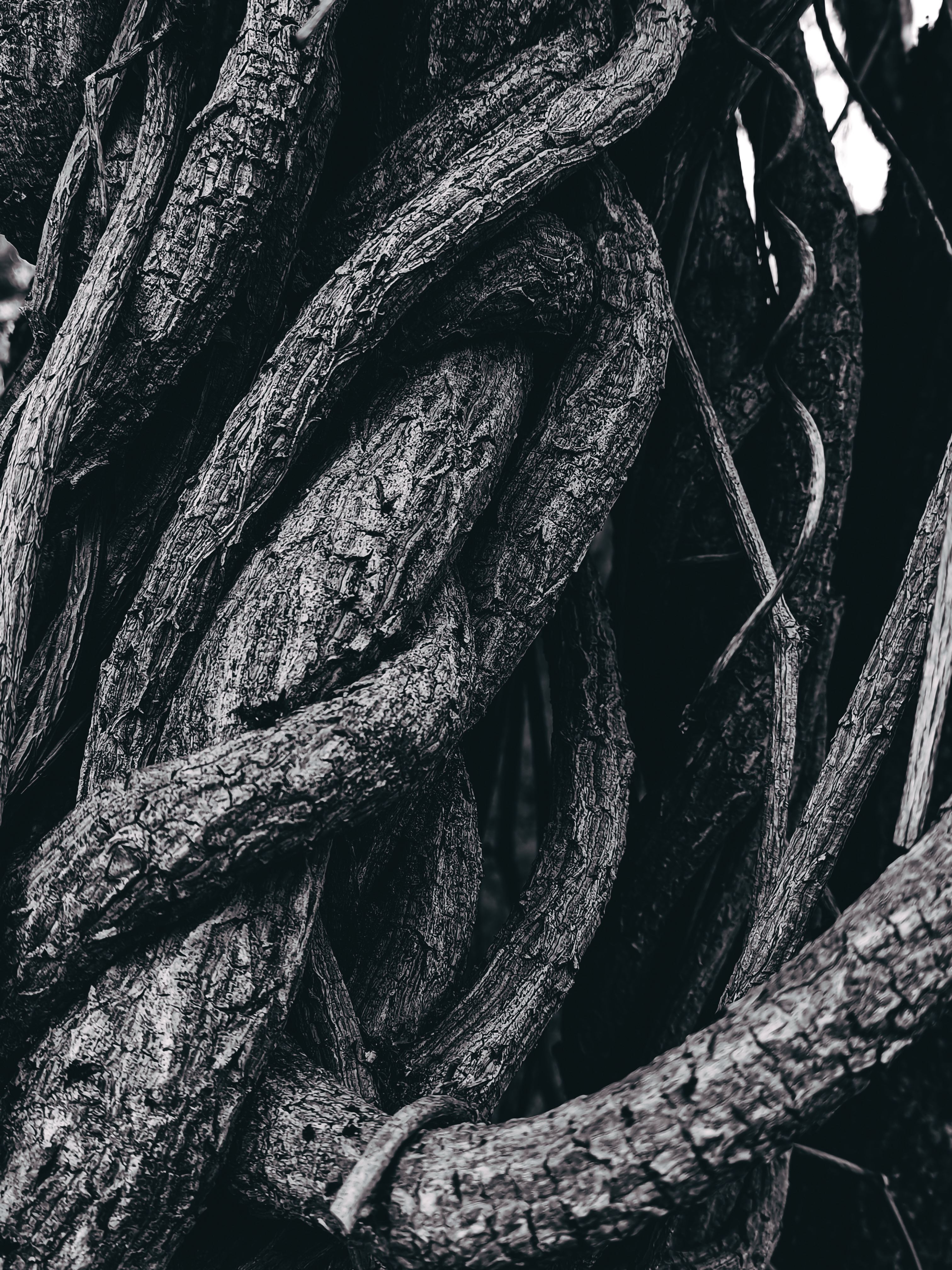 Корни вверх