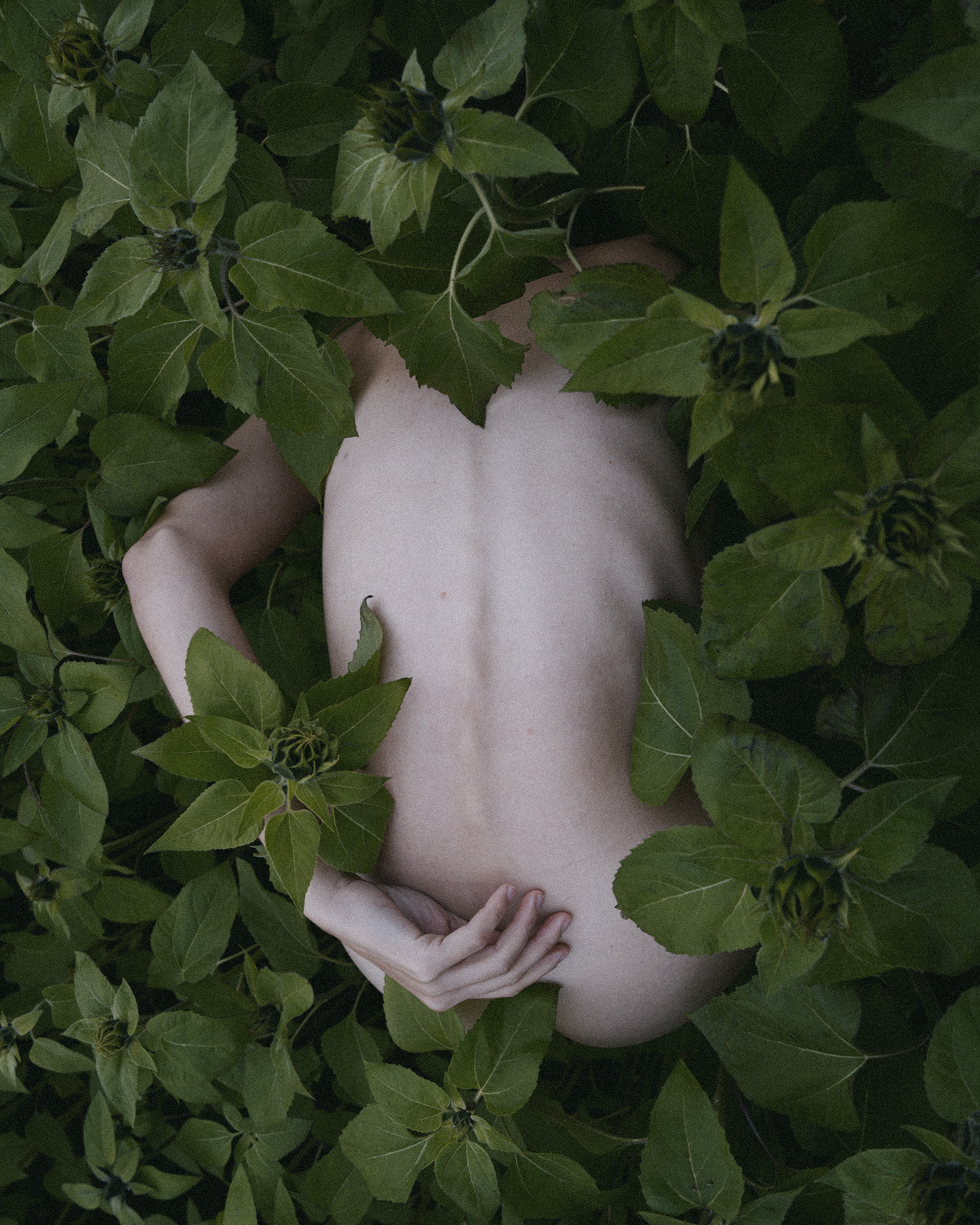 I will sprout flowers