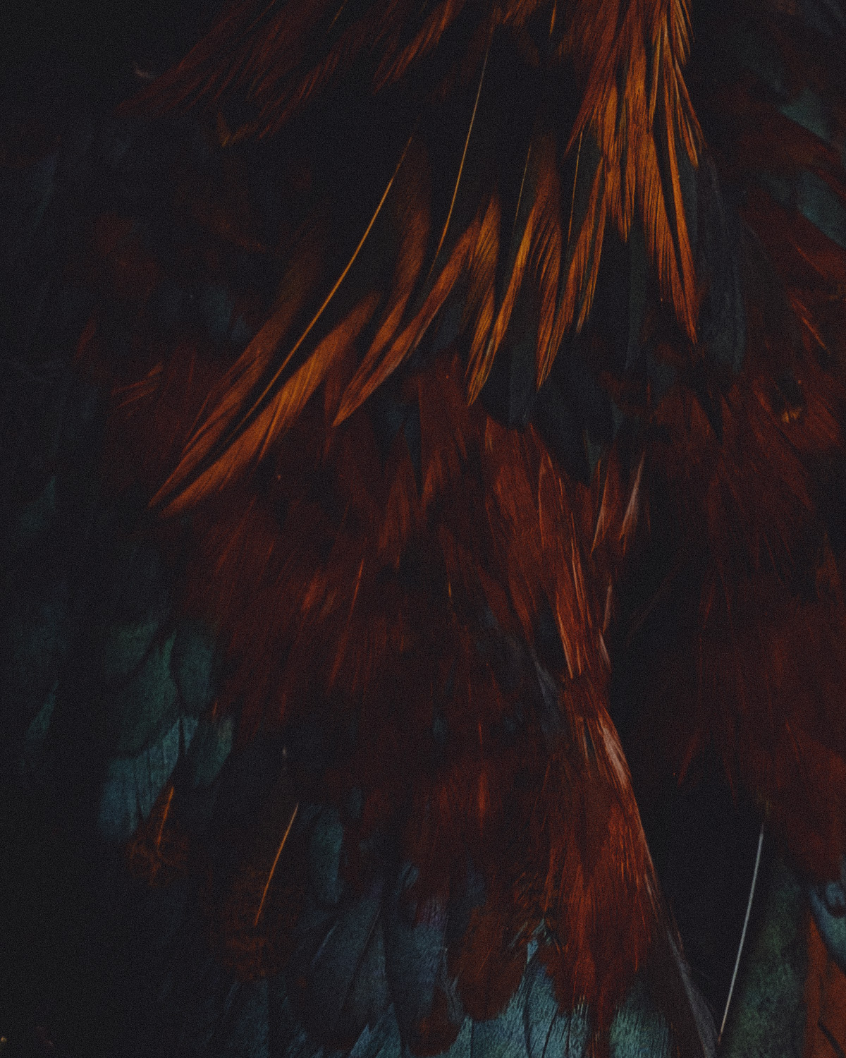 The Rooster Paradox.