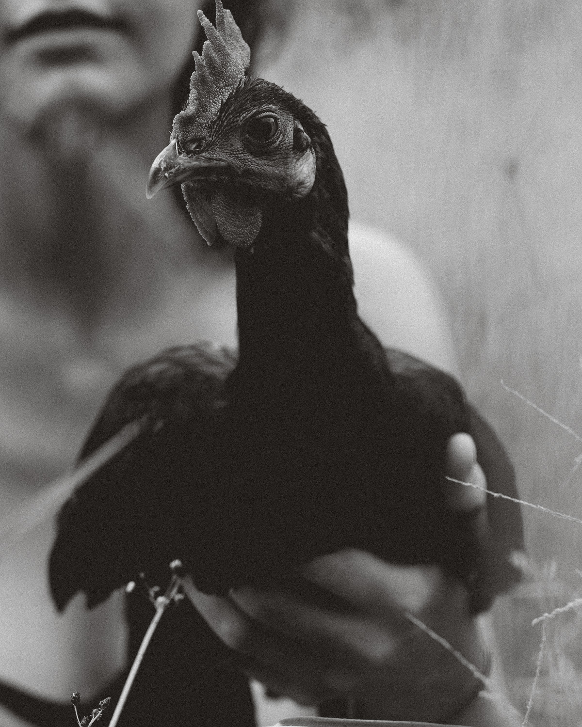 The Rooster Paradox.