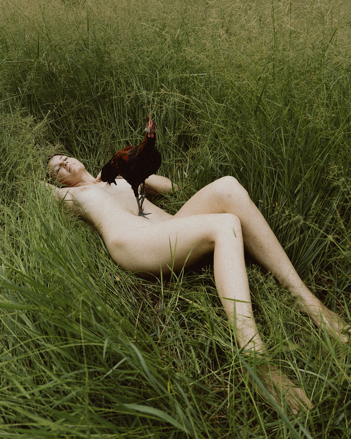 The Rooster Paradox.