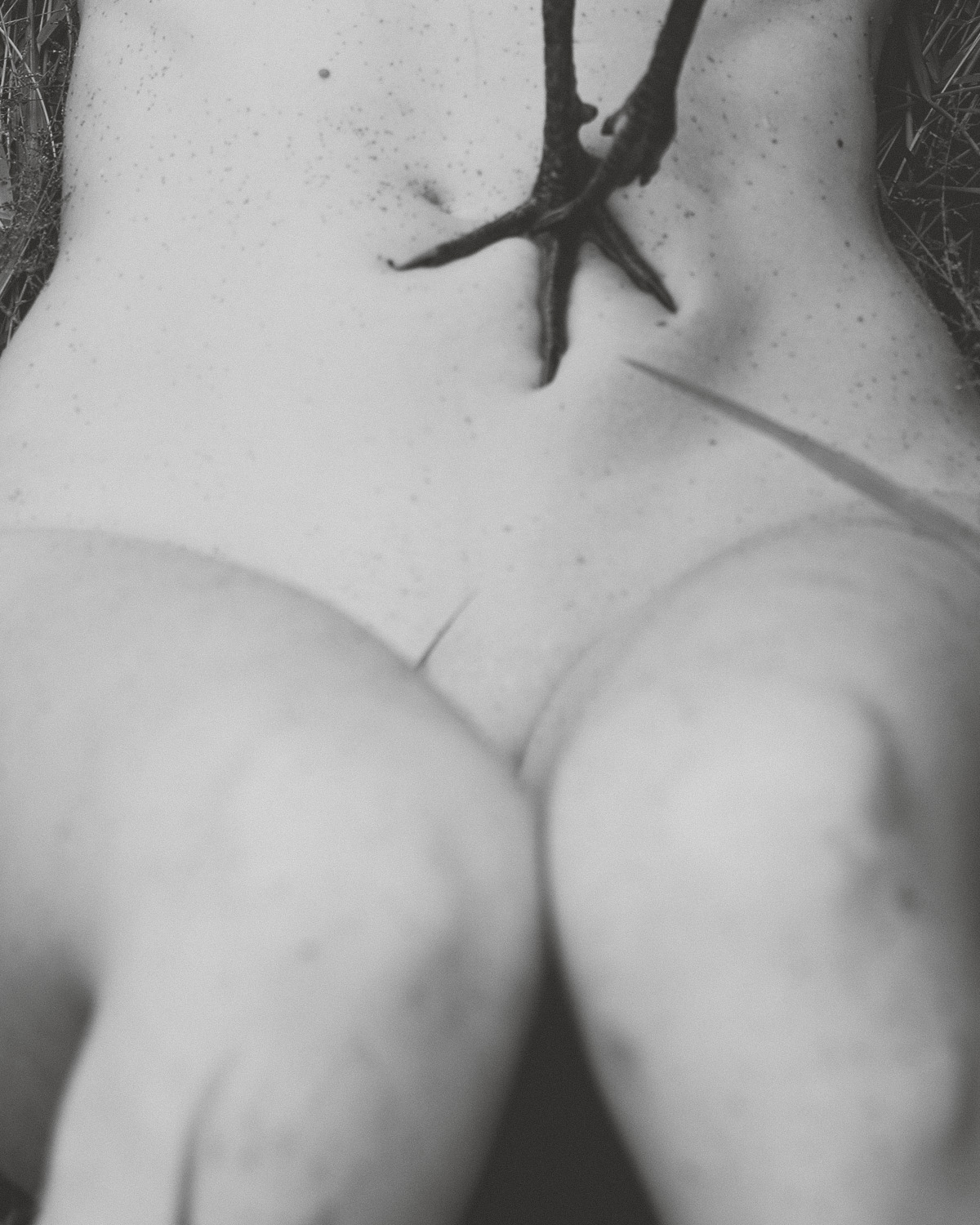 The Rooster Paradox.