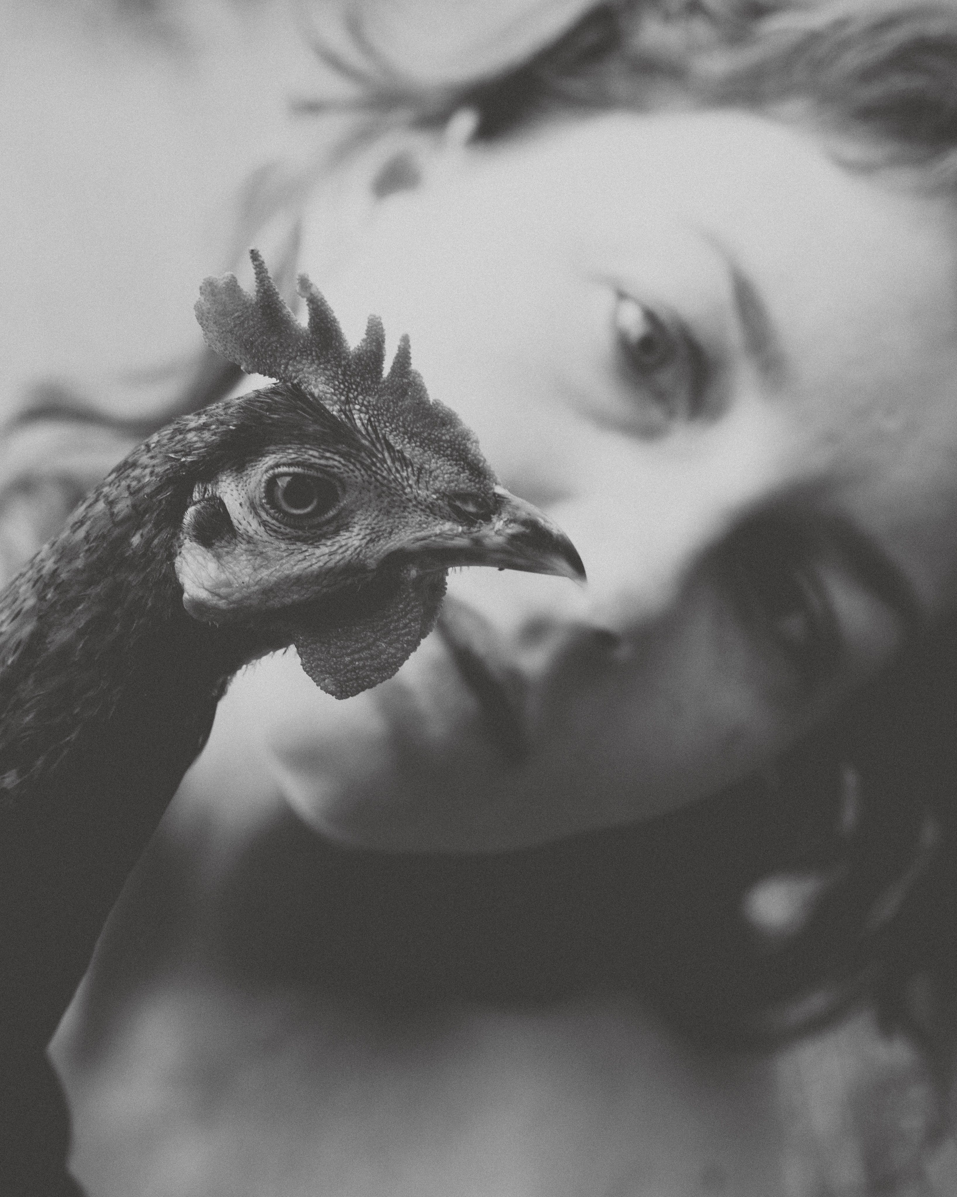 The Rooster Paradox.