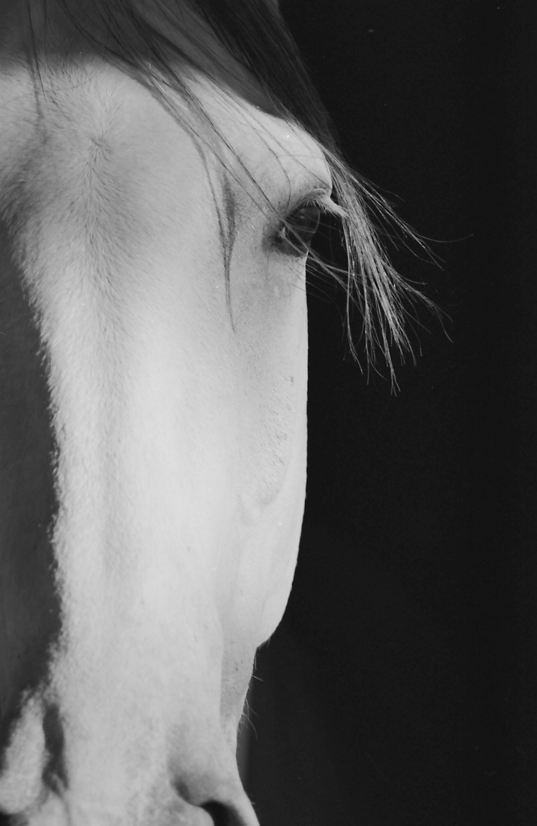 Equus