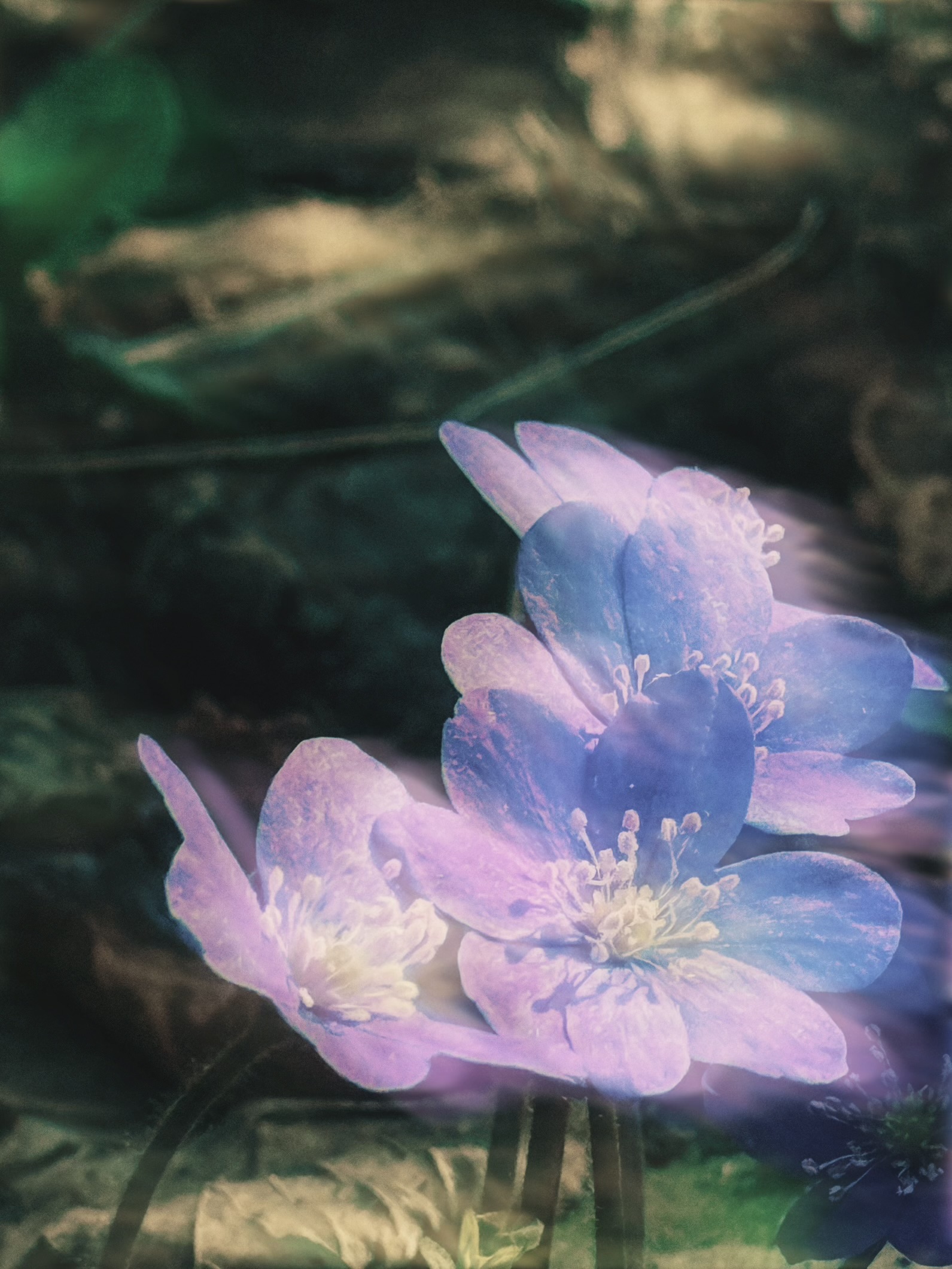 First spring flowers