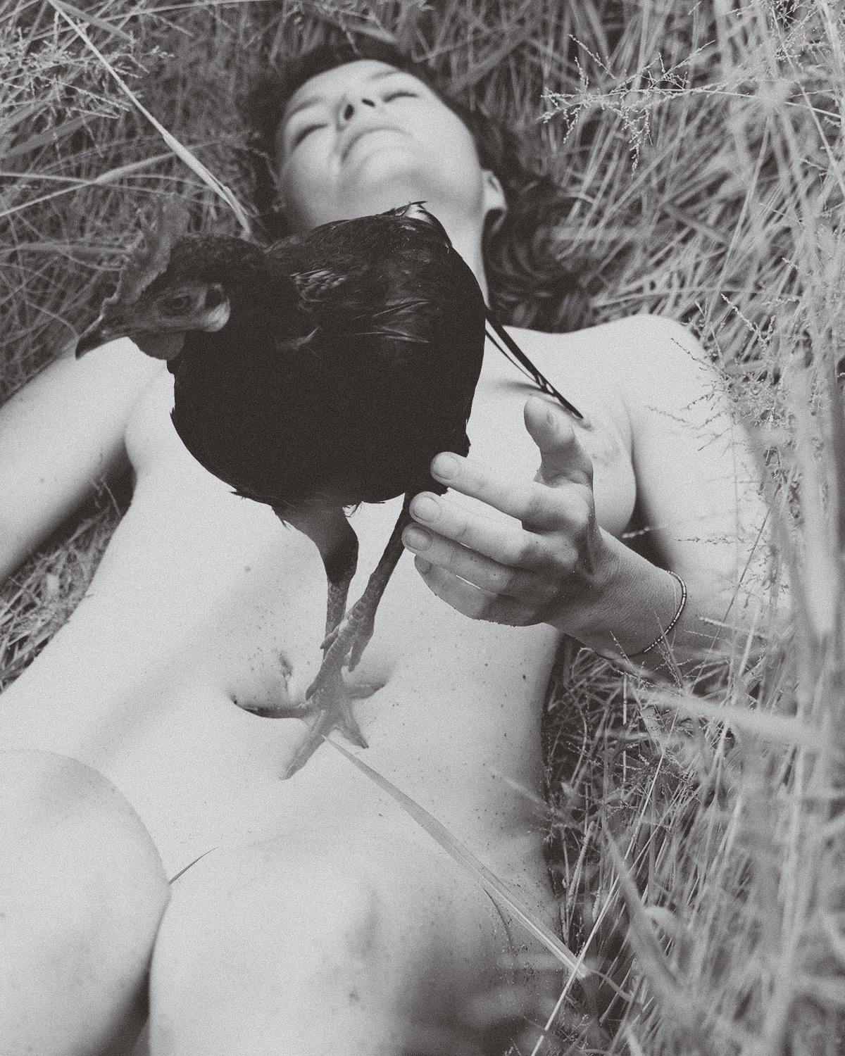 The Rooster Paradox.