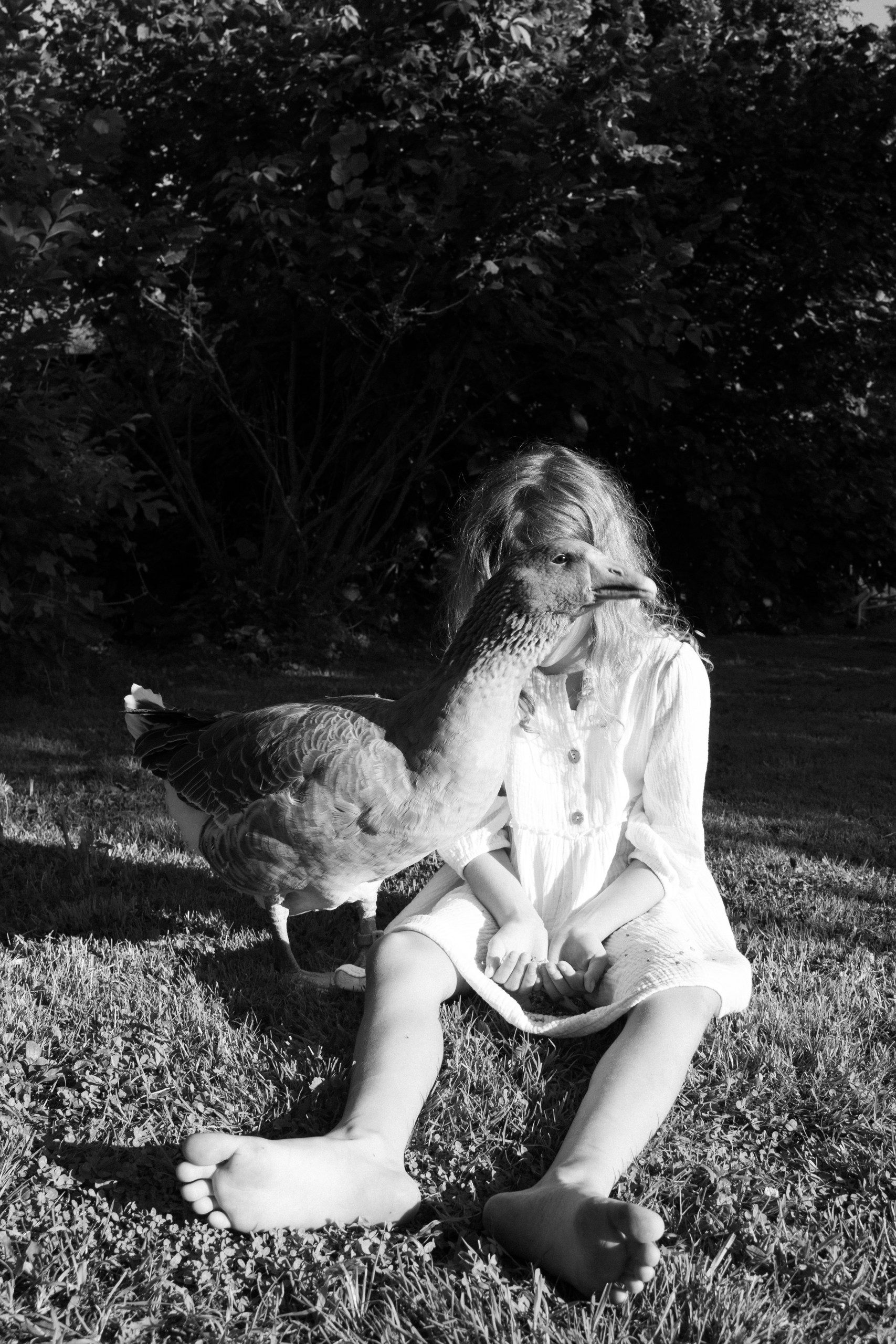 Summer in the Shade of the Garden